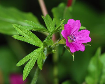 Healing Through Essential Oils: Geranium
