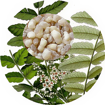 Wild Frankincense (Boswella serrata) Essential Oil - Incense Route