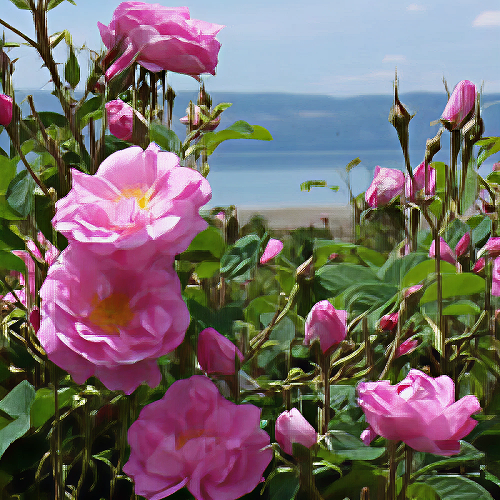 Rose Bulgarian Absolute 3% Dilution Essential Oil - Incense Route