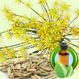 Sweet Fennel Essential Oil - Incense Route