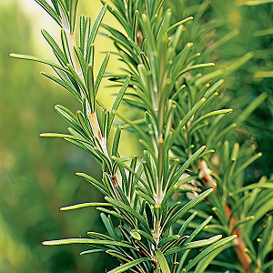 Rosemary (Organic) Essential Oil - Incense Route