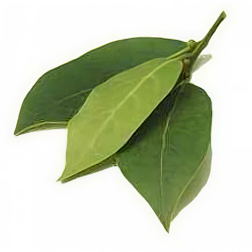 Bay Leaf Essential Oil - Incense Route