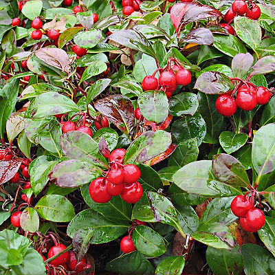 Wintergreen Essential Oil - Incense Route