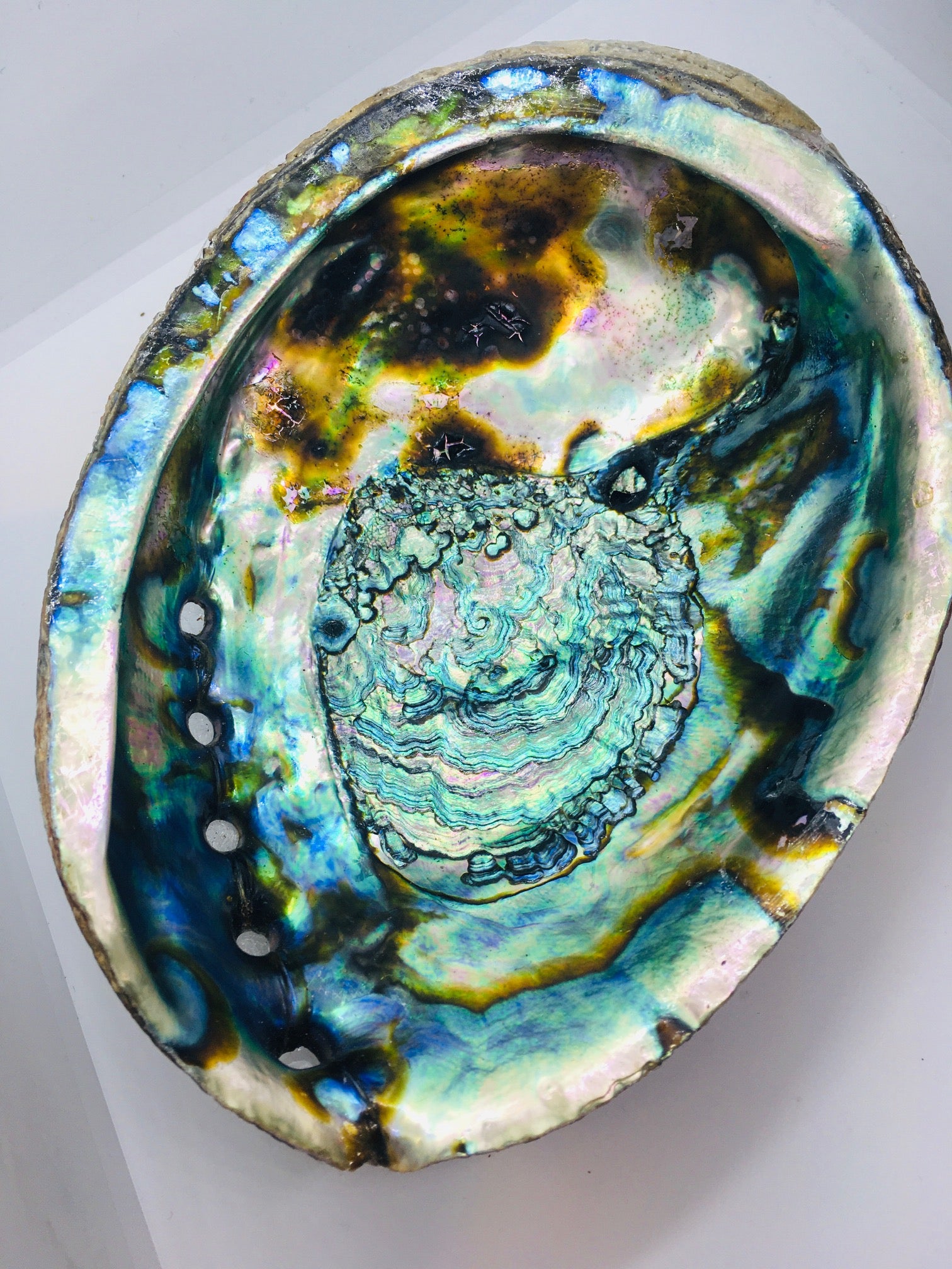 Abalone Shells - Incense Route