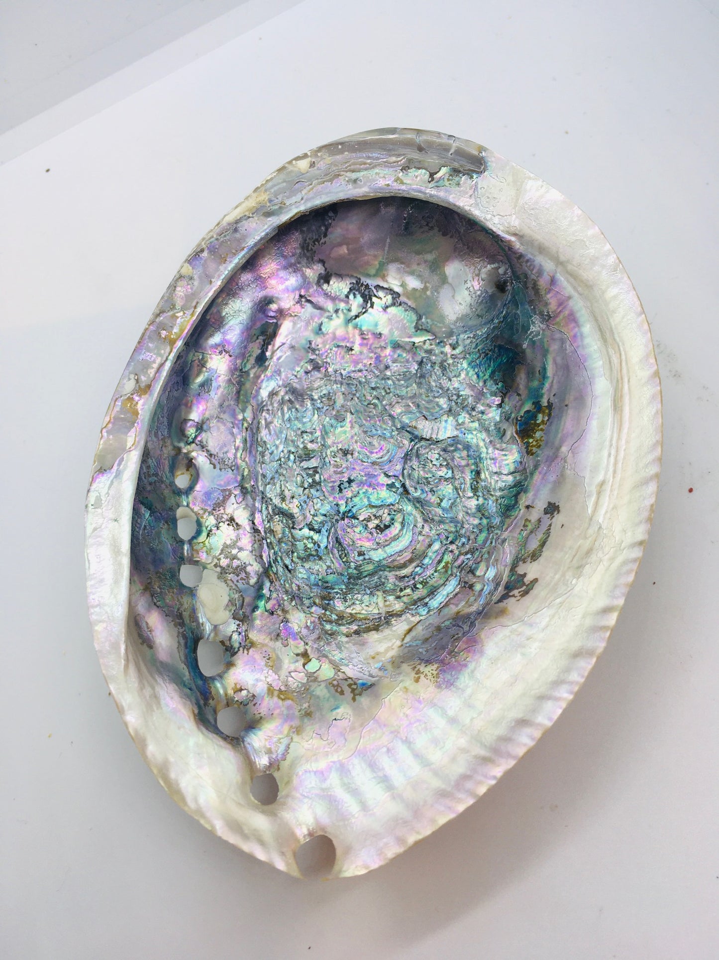 Abalone Shells