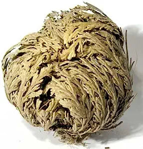 Miriam's Flower (Rosa De Jericho) - Incense Route