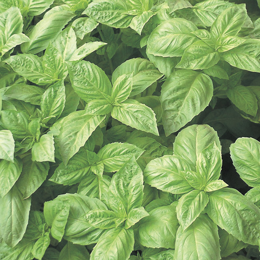 Basil (Organic) - Incense Route