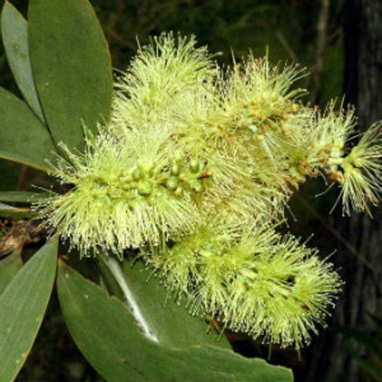 Niaouli Essential Oil - Incense Route