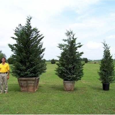 Cypress Essential Oil - Incense Route