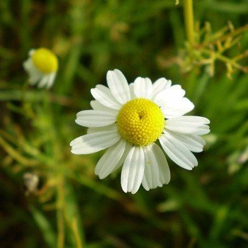 Chamomile, German (Canada) Essential Oil - Incense Route