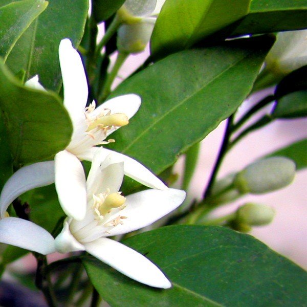 Petitgrain Essential Oil - Incense Route