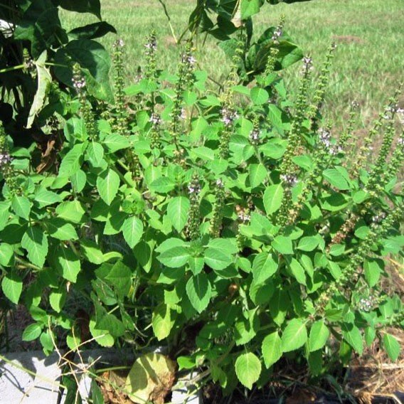 Basil Holy (Indian Tulsi) - Incense Route