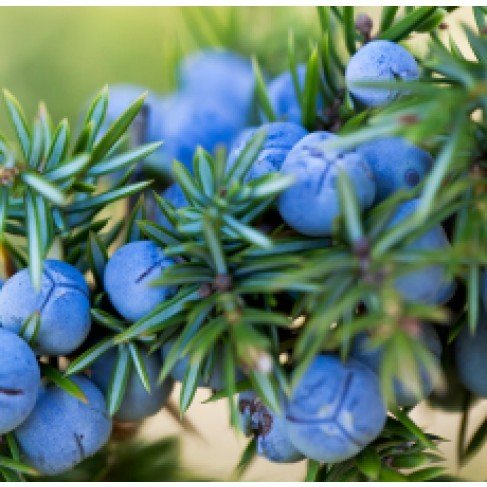 Juniper Berry (Italy) Essential Oil - Incense Route