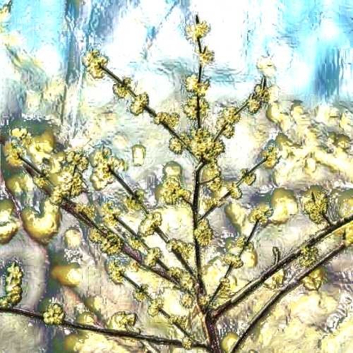 Benzoin (India) Essential Oil - Incense Route