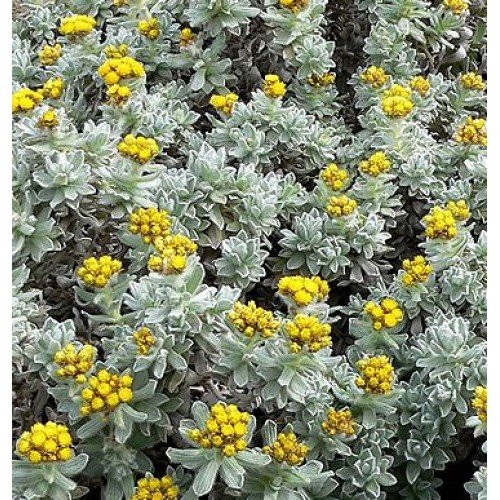 Helichrysum (Immortelle) Essential Oil - Incense Route