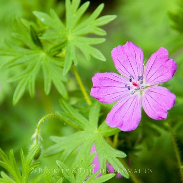 Rose Geranium Essential Oil - Incense Route