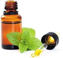 Mint (India) Essential Oil - Incense Route