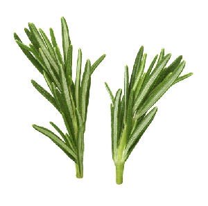 Rosemary Massage Oil (2oz) - Incense Route