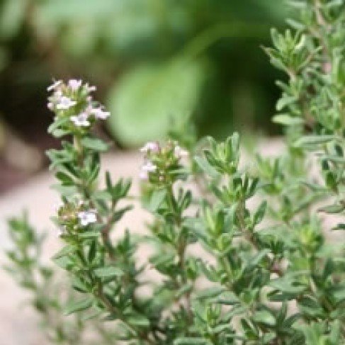 Marjoram Essential Oil - Incense Route
