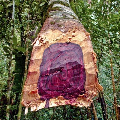 Rosewood Essential Oil - Incense Route