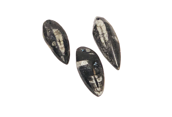 Orthoceras