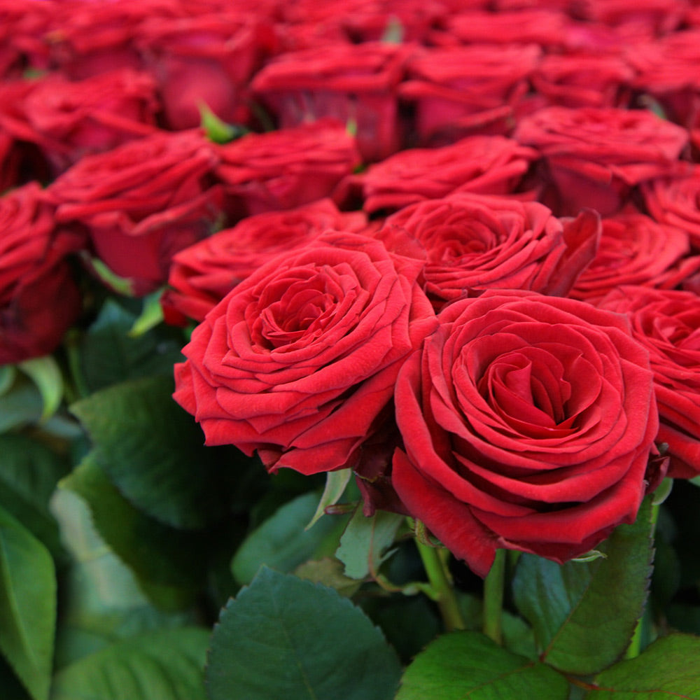 Rose Absolute Essential Oil - Incense Route