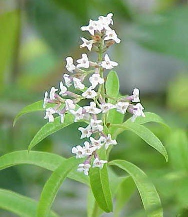Lemon Verbena Essential Oil - Incense Route