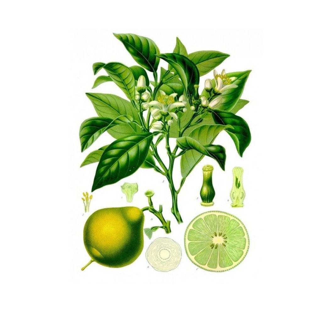 Bergamot Essential Oil - Incense Route