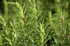 The Benefits of Rosemary on Mood and Well-Being