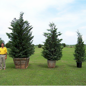 Cypress Essential Oil