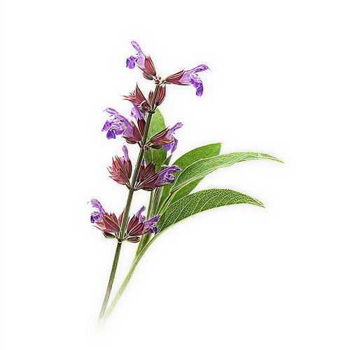 Clary Sage Essential Oil