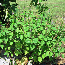 Basil Holy (Indian Tulsi)