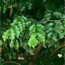 Balsam Peru Essential Oil