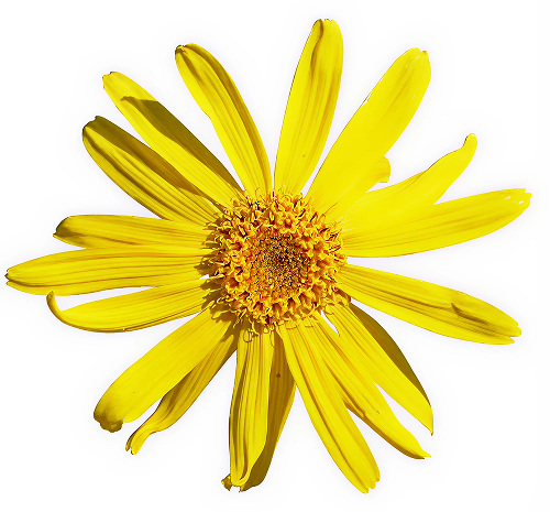 Arnica (Spain) [1oz] - Incense Route