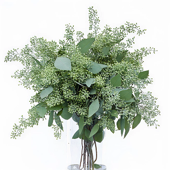Eucalyptus Essential Oil