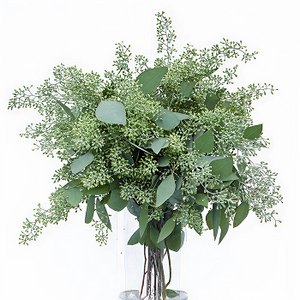 Eucalyptus Essential Oil