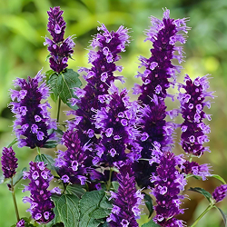 Hyssop Essential Oil