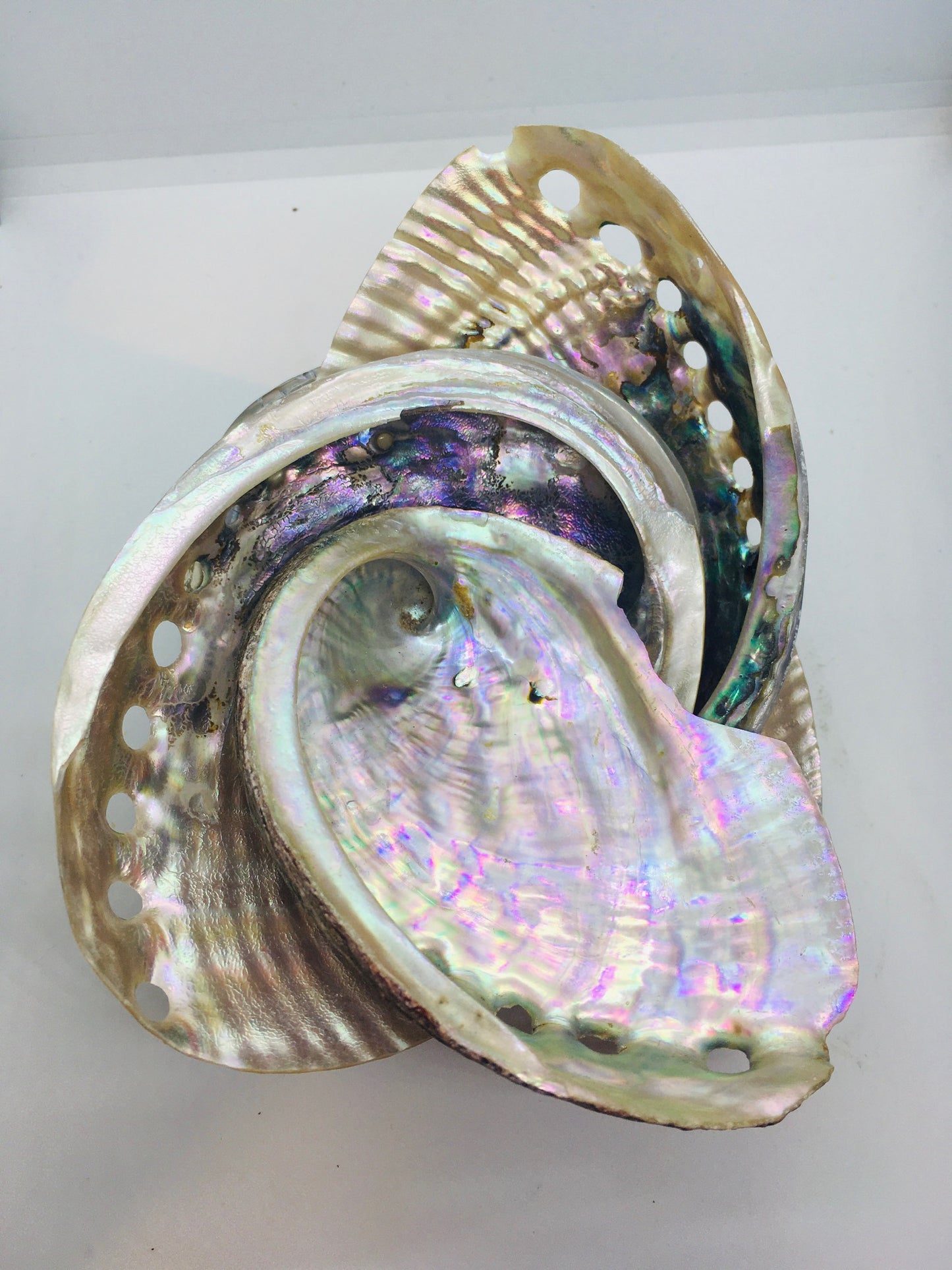 Abalone Shells
