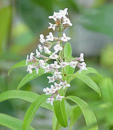 Lemon Verbena Essential Oil