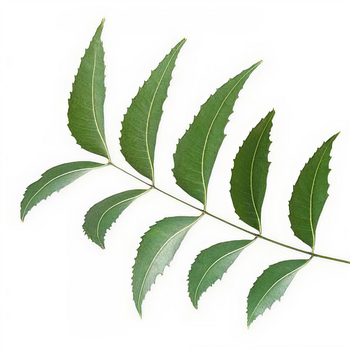 Neem (Pharmaceutical grade) Essential Oil