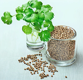 Coriander Oil (India) - Incense Route