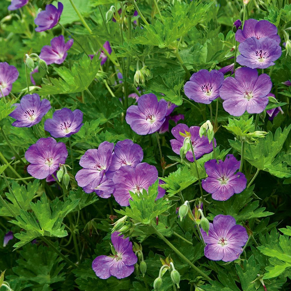 Geranium Essential Oil - Incense Route
