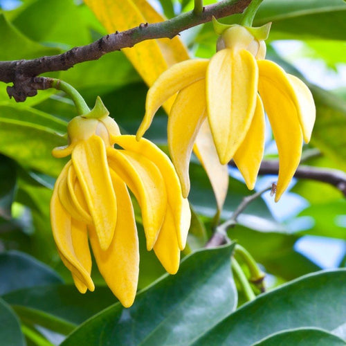 Ylang Ylang Essential Oil