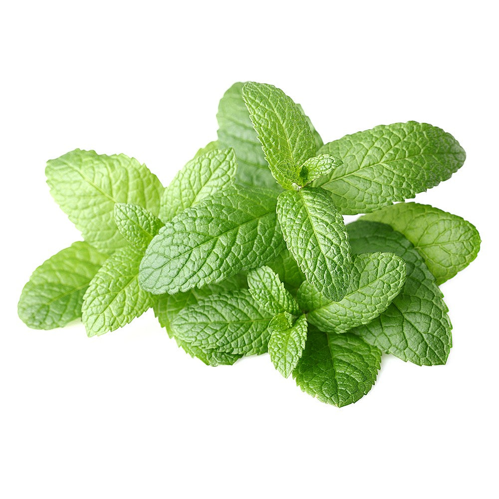 Mint (India) Essential Oil - Incense Route