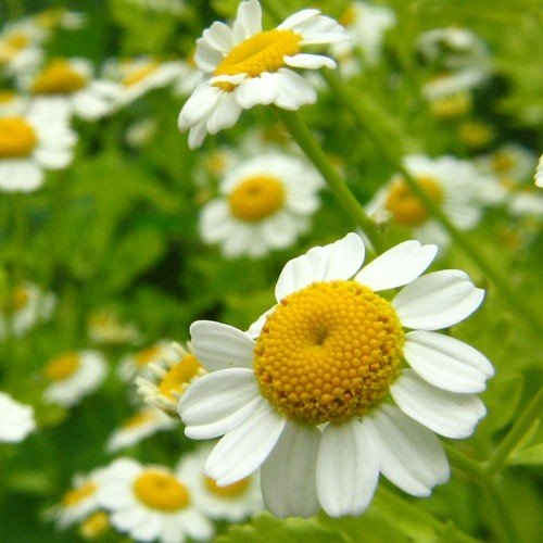 Chamomile (Roman) Essential Oil