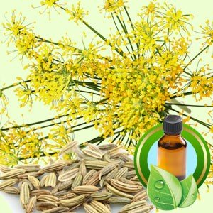 Sweet Fennel Essential Oil