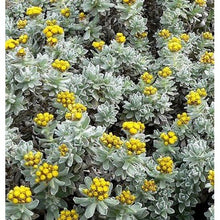 Helichrysum (Immortelle) Essential Oil