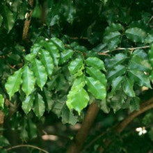 Balsam Peru Essential Oil