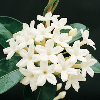 Jasmine Essential Oil (Sambac) - Incense Route