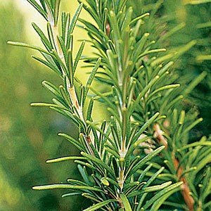 Rosemary (Organic) Essential Oil